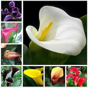 May include: A collage of different colored Calla Lilies. The flowers are white, pink, yellow, purple, and black. The flowers are arranged in a grid pattern.