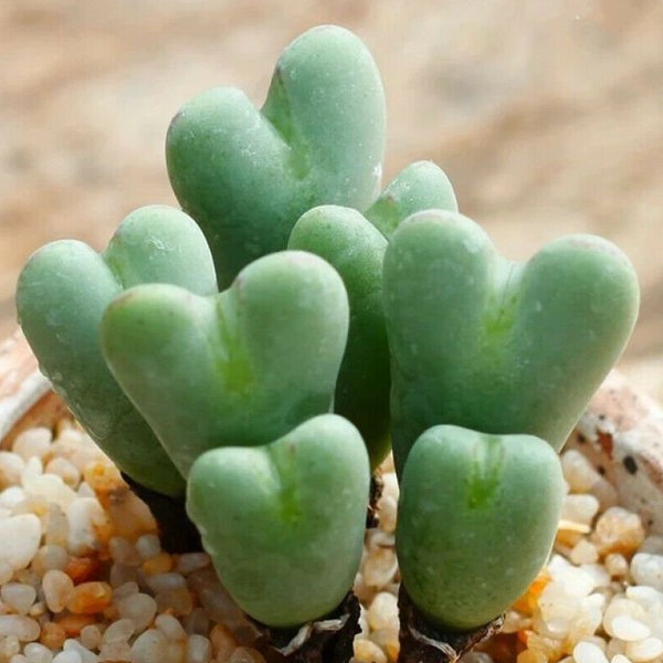 Mixed Succulent  Lithops Rare Living Stones Plants Cactus Home Plant 50 Seeds.(#3230)