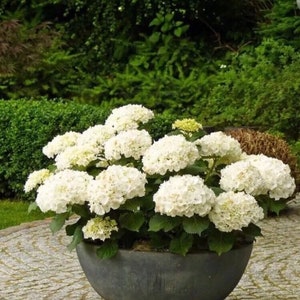 20Pcs Perennial Seeds Home Garden White Hydrangea Seeds Easy to Grow Flower DIY #9582