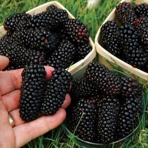 50Pcs Blackberry Seeds Fruit Vegetable Seed Home Garden Plant. #1285