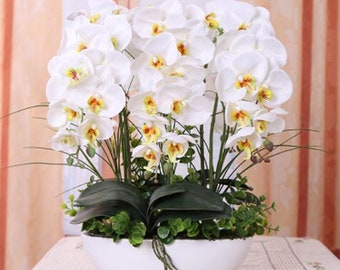 White Orchid Seeds, Phalaenopsis, 50pcs/pack
