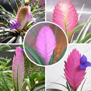チランジア Aztec Flame(Buy Pink Tillandsia Online In India チランジア Aztec Flame(Buy Pink Tillandsia Online In India