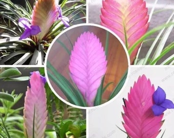 US-Purple flower pineapple Tillandsia cyanea seeds, 50 particles / bag.