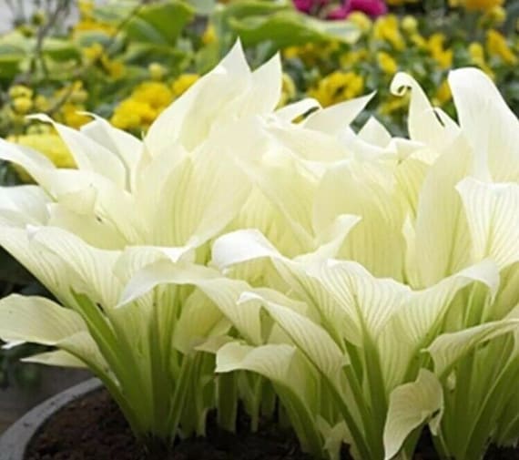 20pcs Hosta Plantaginea Fragrant Plantain Seeds Fire And Ice Shade White Lace #9177