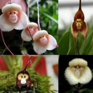 May include: Close-up of four monkey orchid flowers. The flowers are white and pink with a fuzzy texture and resemble a monkey's face. The flowers are in various stages of bloom.