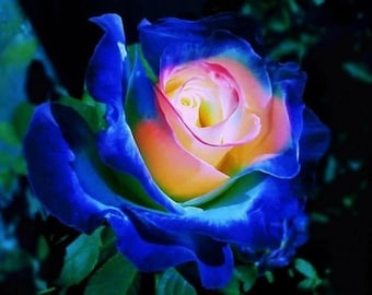 50Pcs Rare Seeds| English Blue and Yellow Rose.(#0117)