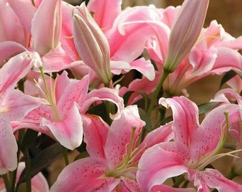 May include: A close-up of a bouquet of pink lilies. The flowers have a light pink hue with darker pink spots and white edges. Some of the lilies are in full bloom, while others are still in bud form. The stamens are a yellow-green color.