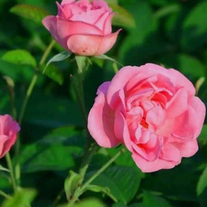 Paquete de 50 semillas de rosa de Damasco, arbusto de flores perennes, semillas de floración