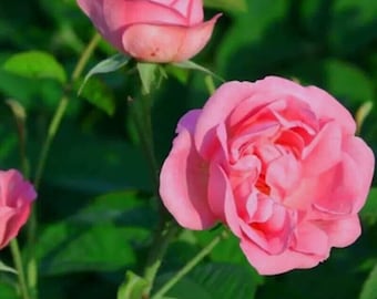 Paquete de 50 semillas de rosa de Damasco, arbusto de flores perennes, semillas de floración