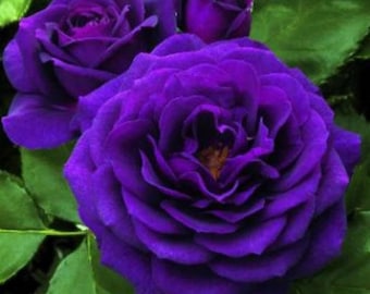 50Pcs Rare Dark Purple ROSE Flower tree plant Flower For Home Garden.(#8449)