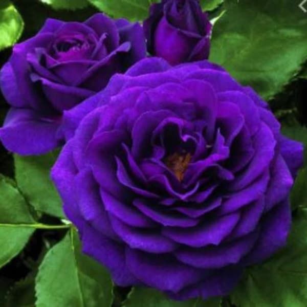 50Pcs Rare Dark Purple ROSE Flower tree plant Flower For Home Garden.(#8449)