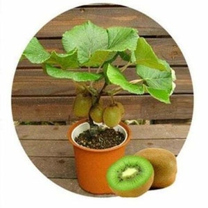 Bonsai Kiwi Tree Seeds for Planting 50 Seeds Actinidia chinensis Seeds(#1656)