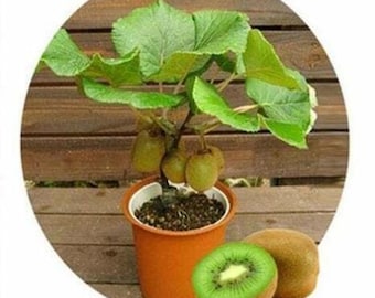 Semillas de árboles Bonsai Kiwi para plantar 50 semillas Semillas de Actinidia chinensis (#1656)