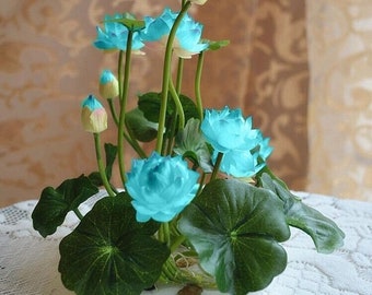 5PCS Water Lily Mini Lotus Seeds (S #)