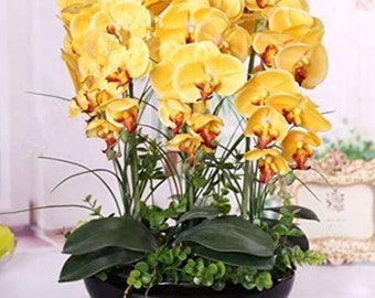 Orchid Seeds, Phalaenopsis, 50pcs/pack