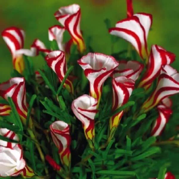 Semillas de Oxalis Versicolor (50 unidades) - Vendedor estadounidense - Hermosas plantas con flores