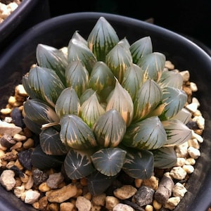 May include: A close-up of a succulent plant with translucent, striped leaves in a black pot. The plant is surrounded by small, light brown rocks.