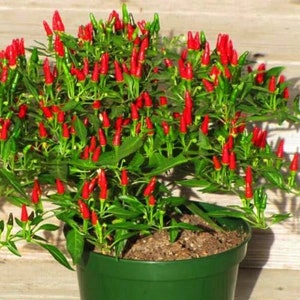 Bonsai Chili - Etsy