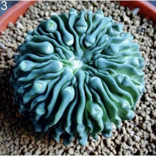 20pcs Mixed Succulent Seeds Lithops Rare Living Stones Plants Cactus Home Plant.#4813