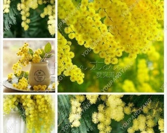 20 GOLDEN MIMOSA Tree Seeds Acacia baileyana Yellow Wattle Flower Crecimiento rápido # 2774