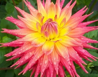 Vendedor de EE.UU. Rare Beautiful Perennial Dahlia Flowers Seeds 20PCS