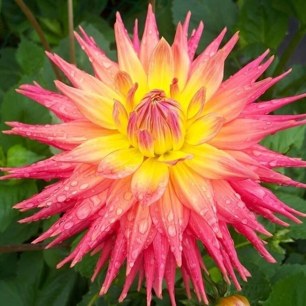 US-Seller Rare Beautiful Perennial Dahlia Flowers Seeds 20PCS