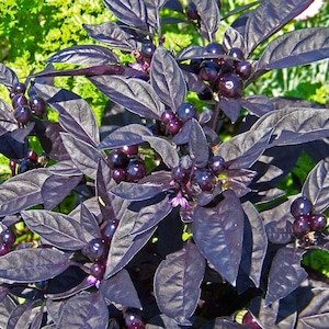 20Pcs Black Pearl Ornamental Pepper Seeds for Garden or Large Pot