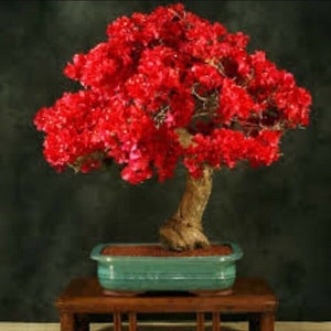 20PCS Red Bougainvillea Spectabilis Seeds Perennial Bonsai Plant Seeds.(#0698)