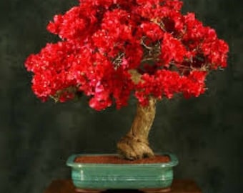 20 SZTUK Czerwony Bougainvillea Spectabilis Nasiona Wieloletnich Nasiona Roślin Bonsai. (#0698)