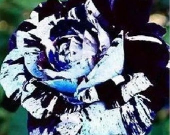 5 Stk. Wüstenrose Blume Adenium obesum "PEONY" Bonsai Blue Dragon Samen. (#0116)