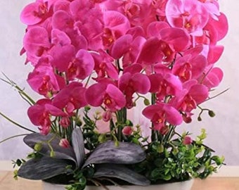 Pink Orchid Seeds, Phalaenopsis, 50pcs/pack