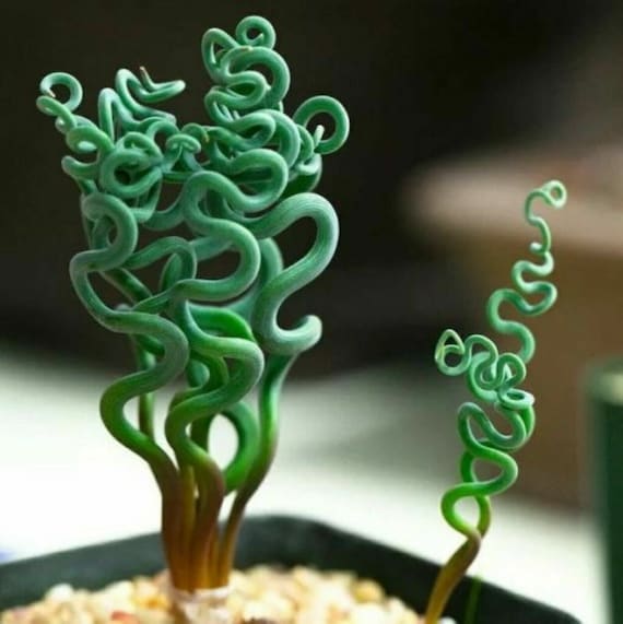 50Pcs seeds Living Stones Flower Succulent Cactus Rare Succulent  seeds(#9521)
