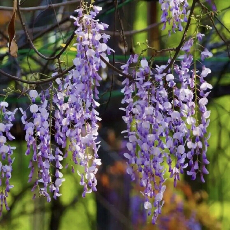 10pcs Purple Wisteria Flower Seeds Perennial Climbing Plants Etsy