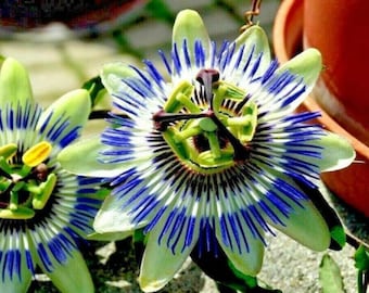 10 Blue Crown Passion Flower Vine Passiflora Caerulea SEEDS/(#0866)