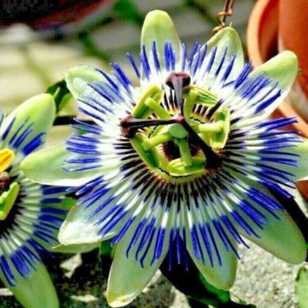 10 Blue Crown Passion Flower Vine Passiflora Caerulea SEEDS/(#0866)