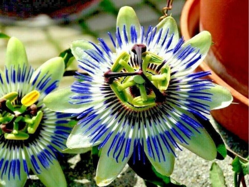 10 Blue Crown Passion Flower Vine Passiflora Caerulea SEEDS/0866 imagen 1