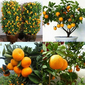 Edible Dwarf Orange Mandarin Tree Garden Fruit Flores Bonsai Citrus 30 PCS Seeds.（2067）
