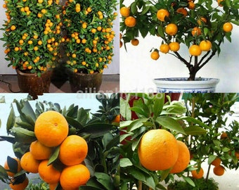 Edible Dwarf Orange Mandarin Tree Garden Fruit Flores Bonsai Citrus 30 PCS Seeds.（2067）