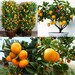 Edible Dwarf Orange Mandarin Tree Garden Fruit Flores Bonsai Citrus 30 PCS Seeds.（2067） 