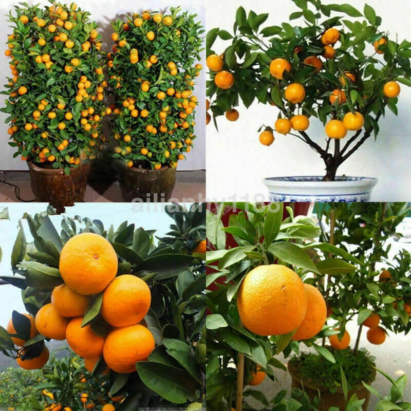 Edible Dwarf Orange Mandarin Tree Garden Fruit Flores Bonsai Citrus 30 PCS Seeds.（2067）