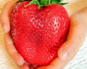 GIANT Extra Jumbo Strawberry Seeds 50PCS/Pack. (#9450)