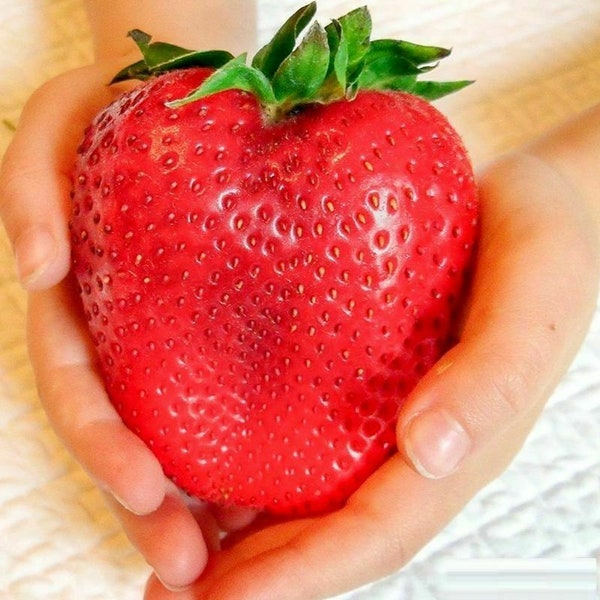 GIANT Extra Jumbo Strawberry Seeds 50PCS/Pack. (#9450)