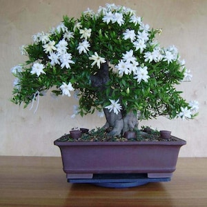 25 White Jasmine Bonsai Tree Seeds Vibrant White Flowers.#8808