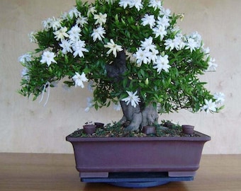 25 White Jasmine Bonsai Tree Seeds Vibrant White Flowers.#8808