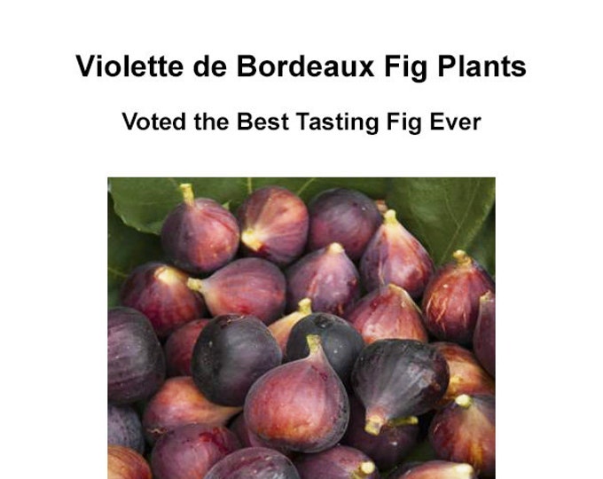 VIOLETTE DE BORDEAUX Fig Tree Best Tasting Fig Cold Hardy Fig Fast