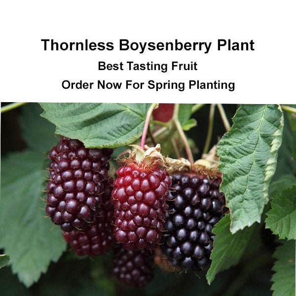 BOYSENBERRY THORNLESS PLANT - Large Flavorful Berries - High Yield - Starter Plant - Fast Shipping - Buy Now For Spring Planting