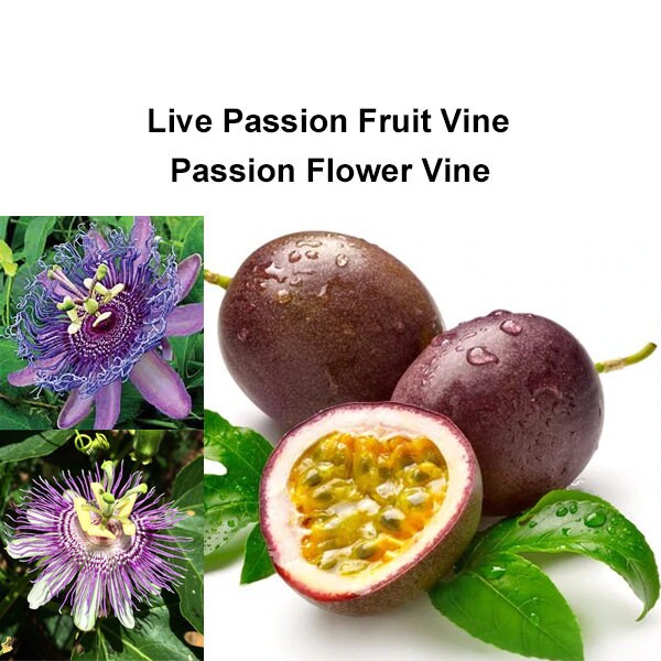 Passion Flower Plant Etsy