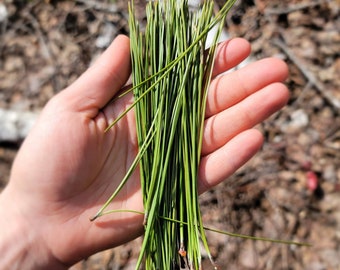 Ponderosa Pine Needles