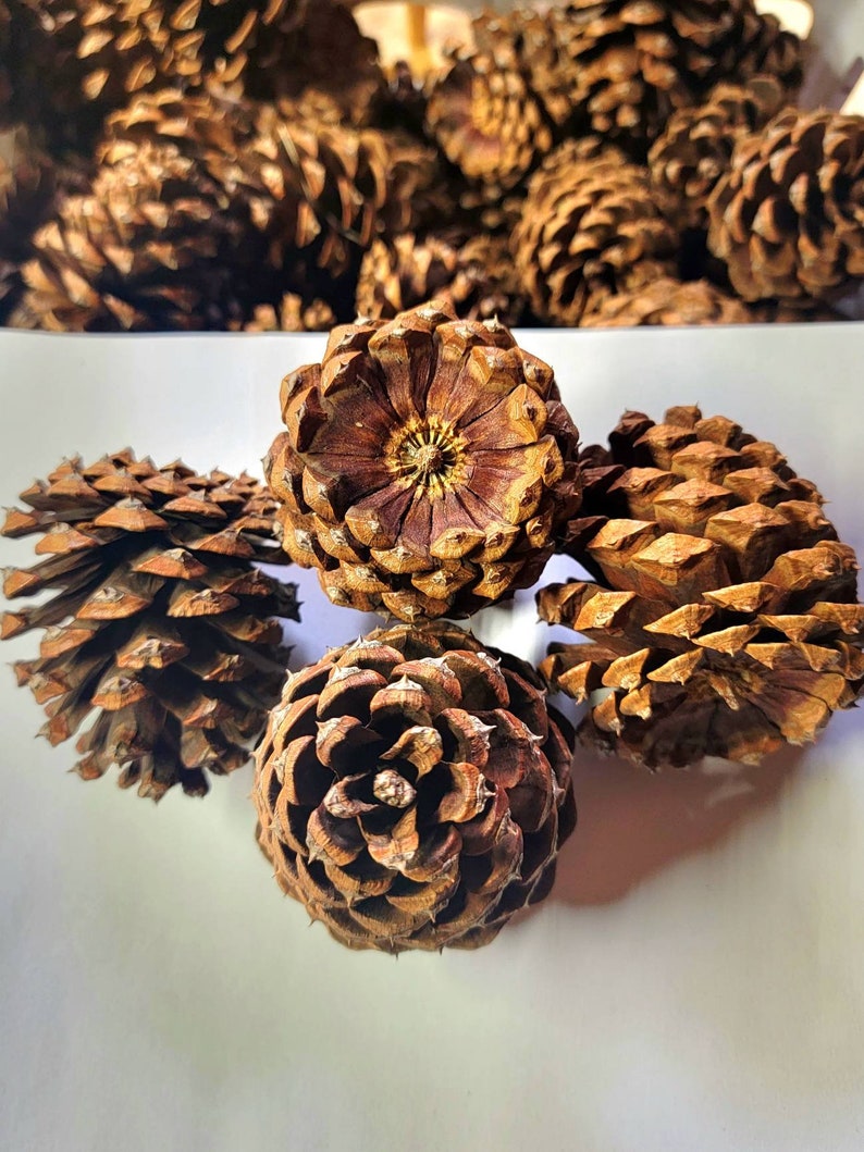 May include: Five brown pine cones on a white surface. The pine cones are different sizes and shapes, with some having a more rounded shape and others having a more pointed shape.