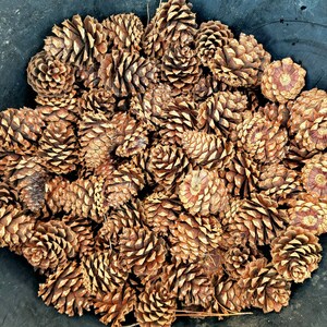 May include: A close-up of a large pile of brown pine cones. The cones are arranged in a random pattern and are all different sizes.